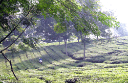 Đảng bộ Công ty chè Phú Đa Nêu cao ý thức “Học tập và làm theo tấm gương đạo đức Hồ Chí Minh”